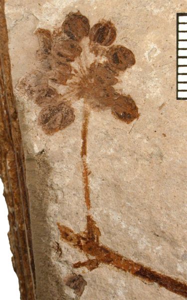 fossil flower head