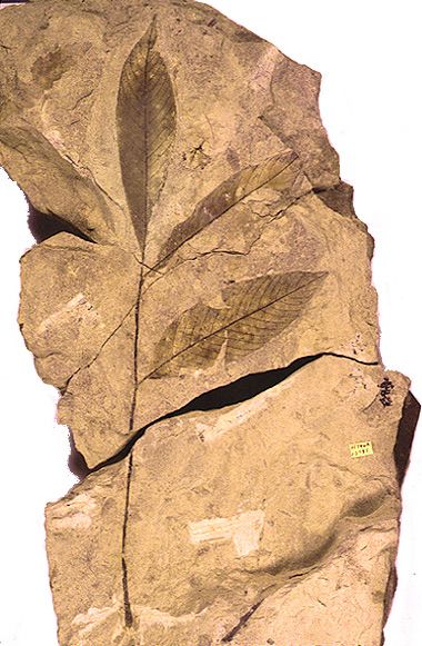fossil leaves and stem