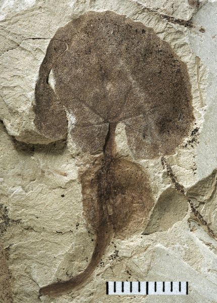 fossil aquatic leaf