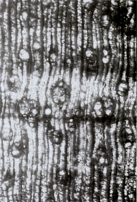 Figure 3. Juglans (walnut) wood, transverse section showing medium-sized vessels, thin wavy bands of parenchyma and medium-sized rays. Note the growth ring boundary oriented horizontally. Cargil Mine, Polk County Florida, X 20 magnification.