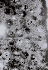 Figure 8. Same as figure 7, further enlarged, showing vessels within the vascular bundles and the ground mass of small parenchyma cells, X 30 magnification.