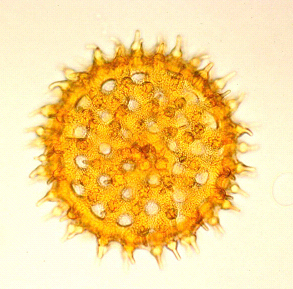 Pollen grain of Morning Glory (Ipomoea sp.)