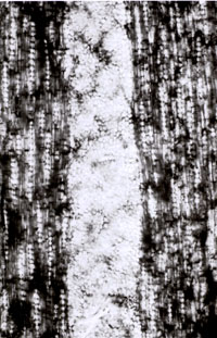 Figure 5. Quercus, tangential section with narrow uniseriate rays and a very broad multiseriate ray in the middle. Same specimen as figure 2, X 25 magnification.