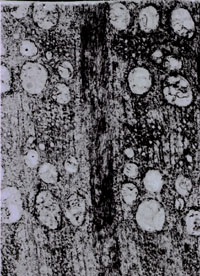 Figure 2. Quercus (oak) wood transverse section showing an extremely wide ray down the middle and large vessels at the beginning of each growth ring. Occidental Chemical Suwannee River Mine, Hamilton County, Florida, X20 magnification.