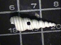 Drill hole on shell