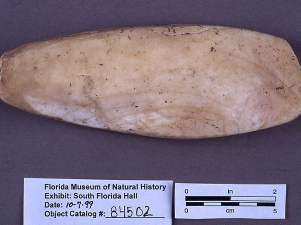 Adze, conch shell, date unknown, mound near Opalocka, Dade Co. (84502)