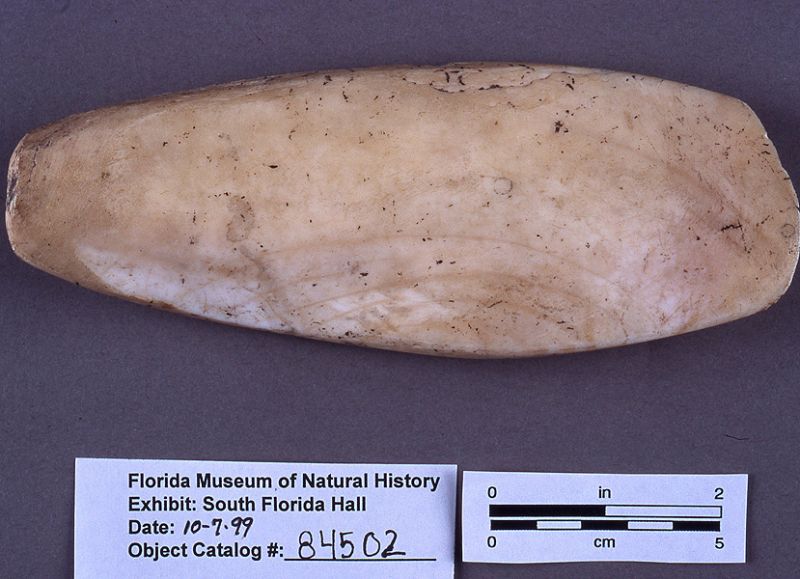 Adze, conch shell, date unknown, mound near Opalocka, Dade Co. (84502)