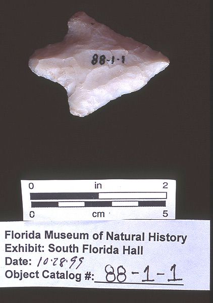 Knife or projectile point, silicified coral, 5500-3000 B.C., Cash Mound, Charlotte Co. (88-1-1)