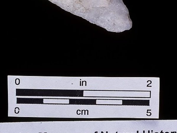 Knife or projectile point, quartzite, 5000-2000 B.C., unnamed midden near Key West, Monroe Co. (93327)