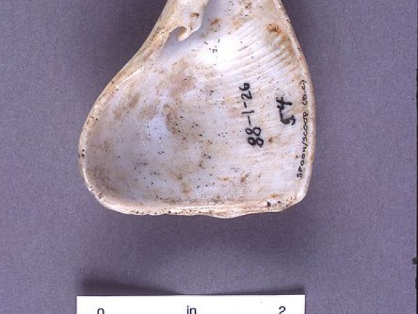 Spoon or scoop, whelk shell, 200 B.C.-A.D. 400, Cash Mound, Charlotte Co. (88-1-26)