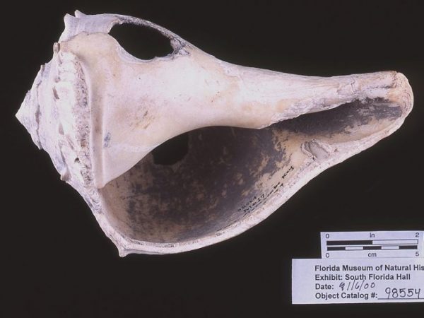 Cutting-edged tool, whelk shell, A.D. 700-1500, Upper Matecumbe Key, Monroe Co. (98554)