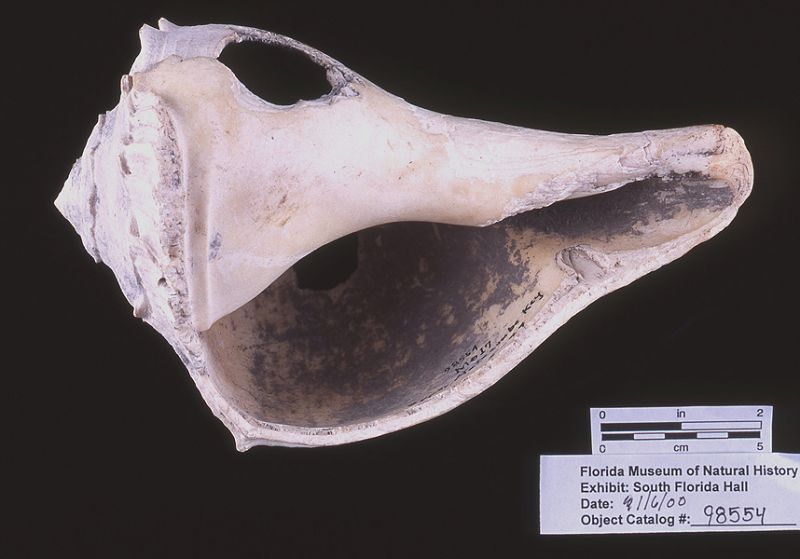 Cutting-edged tool, whelk shell, A.D. 700-1500, Upper Matecumbe Key, Monroe Co. (98554)