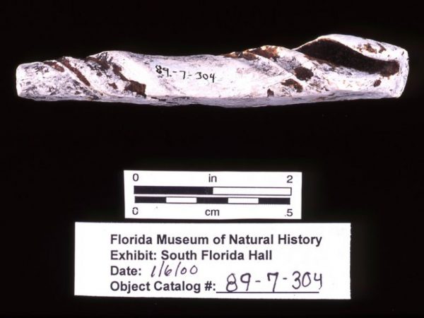 Planed conch shell columella, Pineland, Lee Co. (89-7-304)