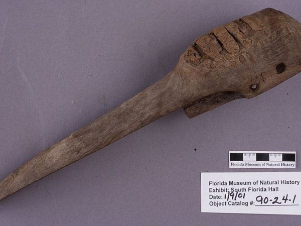 Carved crane head, cypress wood, A.D. 850-1000, Pineland, Lee Co. (90-24-1)