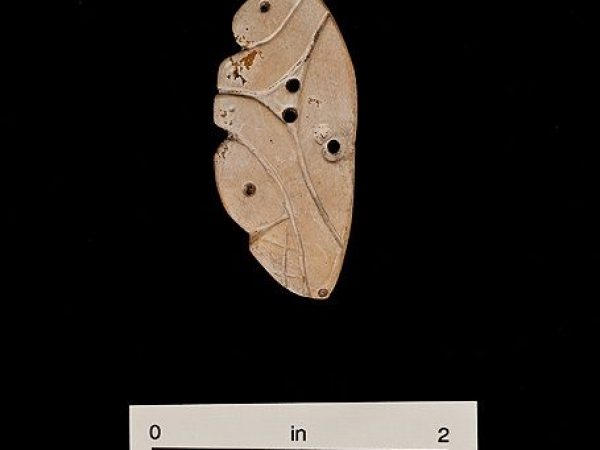 Engraved shell artifact, ca. A.D. 1200-1500, Pineland, Lee Co. (2006-15-109)