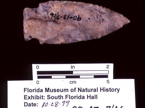 Knife or projectile point, chert, A.D. 500-650, Pineland, Lee Co. (90-13-7/16)