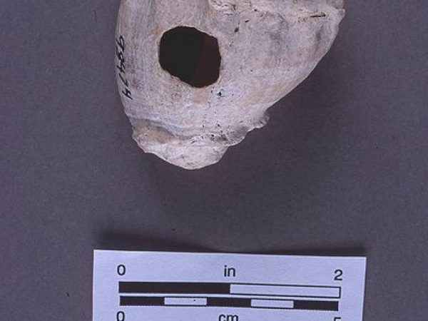 Hammer, conch shell, A.D. 800-1350, Chokoloskee Key, Collier Co. (98474)