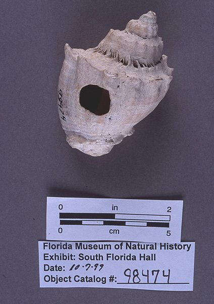 Hammer, conch shell, A.D. 800-1350, Chokoloskee Key, Collier Co. (98474)