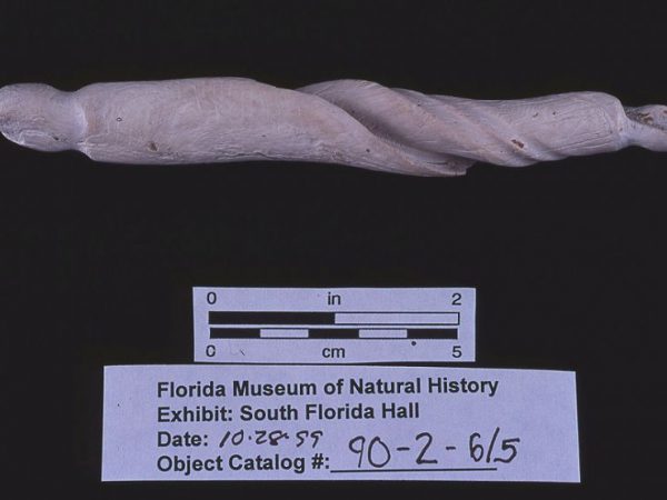 Sinker, conch shell, A.D. 800-1200, Pineland, Lee Co. (90-2-6/5)