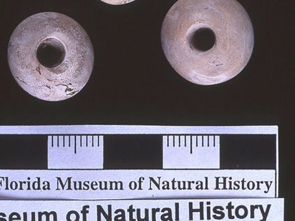 Beads, shell, A.D. 50-150, Pineland, Lee Co. (92-24-16)