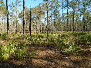 Figure 3: Saw palmetto aggregate. Photograph by Aaron M. Ellrich, 2016.