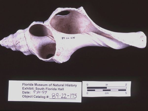 Hammer, conch shell, A.D. 1100-1300, Horr’s Island, Collier Co. (89-22-175)