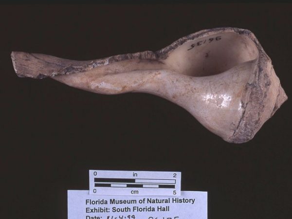 Pounder, whelk shell, 200 B.C.-A.D. 400, Cash Mound, Charlotte Co. (96135)