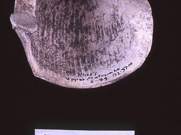 Cup or saucer, whelk shell, A.D. 750-1500, Upper Matecumbe Key, Monroe Co. (92-37-10)