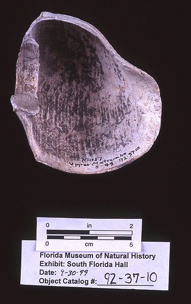 Cup or saucer, whelk shell, A.D. 750-1500, Upper Matecumbe Key, Monroe Co. (92-37-10)