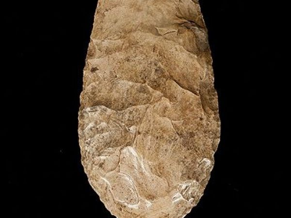 Chert hoe or spade, ca. A.D. 1000-1500, Pineland, Lee Co. (2008-26-2).