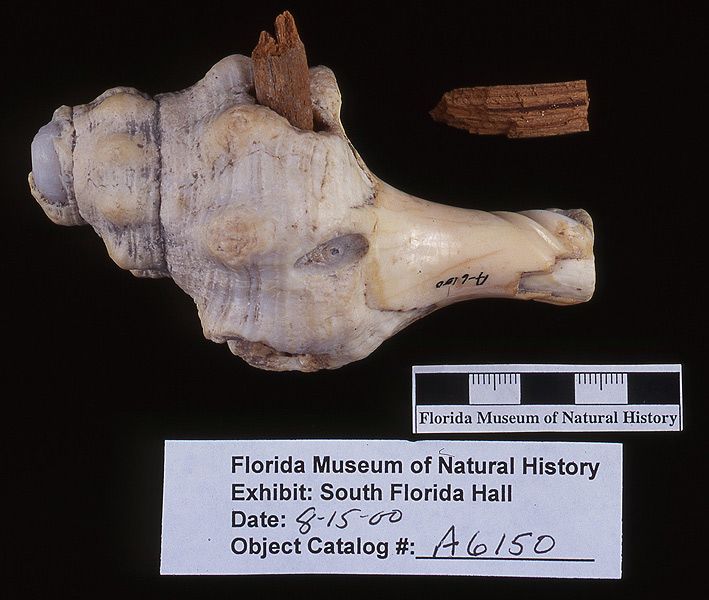Hammer, conch shell, with wooden handle fragments, A.D. 700-1500, Key Marco, Collier Co. (A-6150)