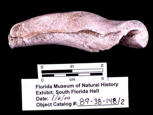 Whelk shell columella cutting-edged tool, ca. 2600-2400 B.C., Useppa Island, Lee Co. (89-38-148/2)