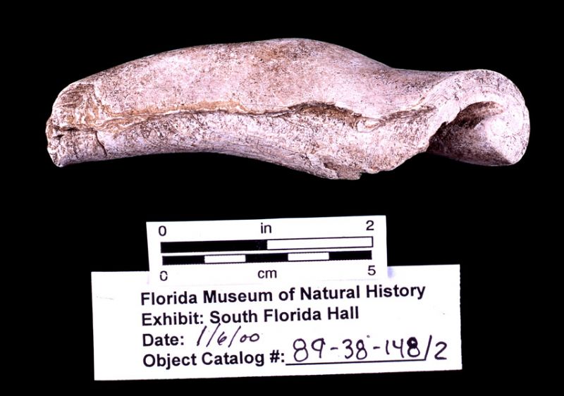 Whelk shell columella cutting-edged tool, ca. 2600-2400 B.C., Useppa Island, Lee Co. (89-38-148/2)