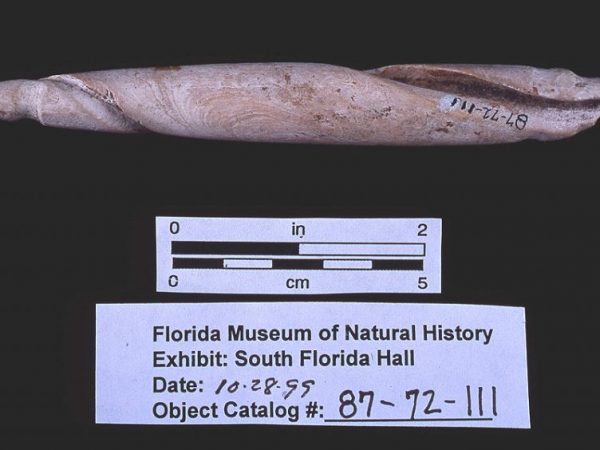Double-grooved shell columella sinker, Galt Island, Lee Co. (87-72-111)