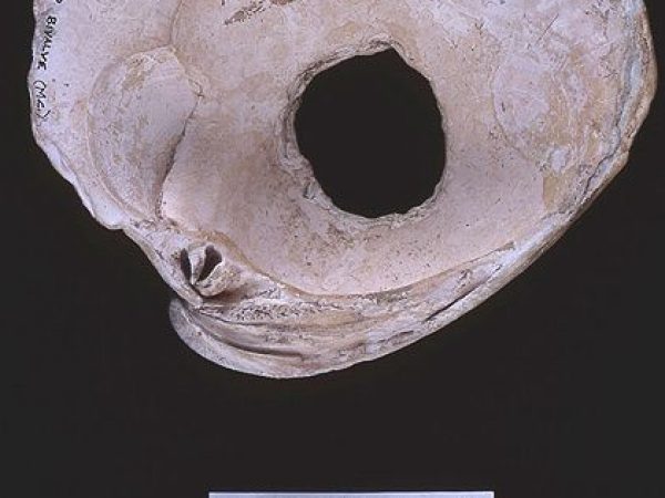 Net weight, quahog clam shell, 200 B.C.-A.D. 400, Cash Mound, Charlotte Co. (88-1-2)