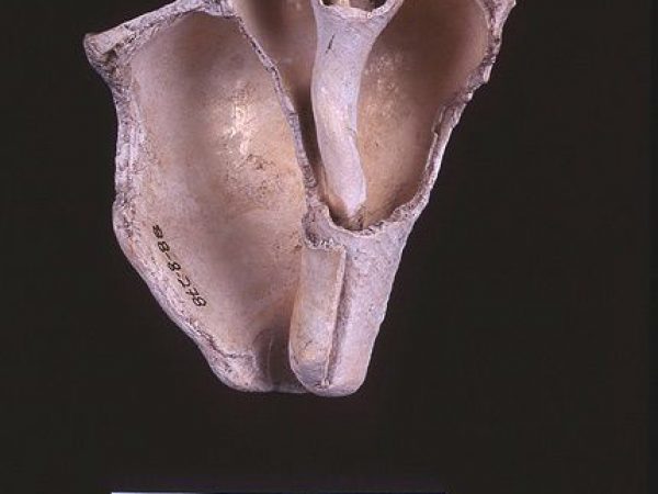 Hammer, whelk shell, A.D. 800-1350, Pineland, Lee Co. (88-8-278)