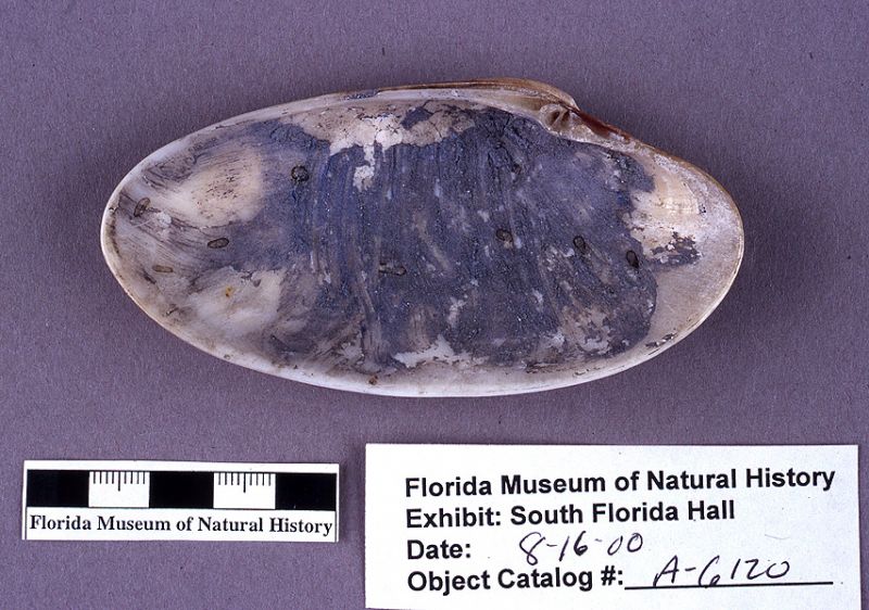 Shell with pigment, sunray venus clam shell and pigment, with visible brush strokes, A.D. 700-1500, Key Marco, Collier Co. (A-6120)