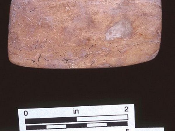 Net mesh gauge, whelk shell, A.D. 900-1100, Josslyn Island, Lee Co. (87-28-15)