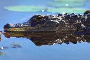American alligator. Photo courtesy South Florida Water Management District