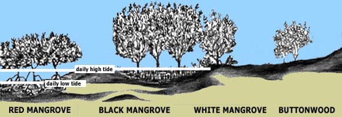 Image illustrating the relationship between the daily high and low tides and the type of mangroves they produce