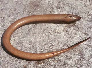 Asian swamp eel. Photo courtesy Florida Caribbean Science Center/U.S. Geological Survey