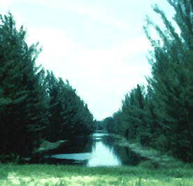 Casuarina. Photo courtesy National Park Service