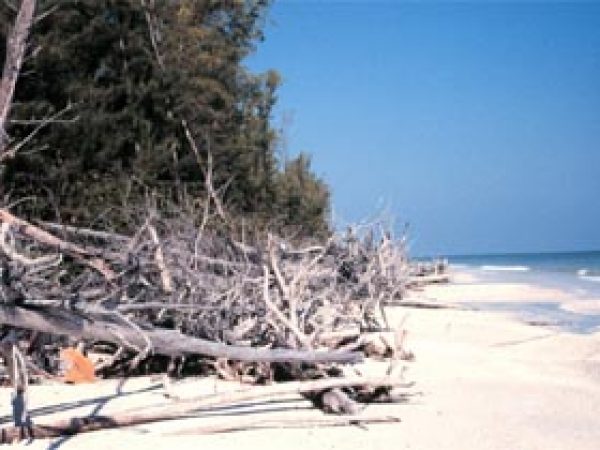Australian pine. Photo courtesy NOAA