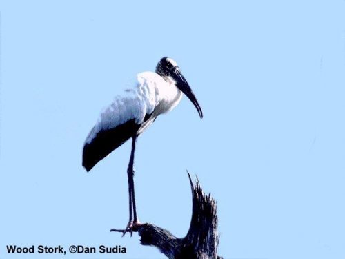 Wood Stork | Mycteria americana. Photo Credit: Dan Sudia