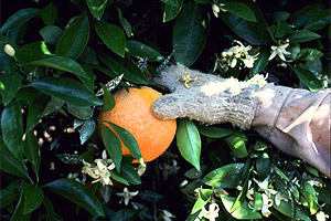 Citrus tree. Photo courtesy U.S. Department of Agriculture