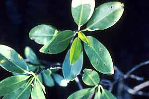 Mangrove leaves. Photo courtesy South Florida Water Management District