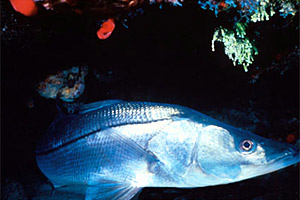Snook. Photo courtesy Florida Keys National Marine Sanctuary