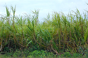Sugar cane. Photo courtesy U.S. Geological Survey