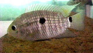 Black acara. Photo courtesy Florida Caribbean Science Center/U.S. Geological Survey