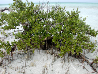 Black mangroves. Photo © Cathleen Bester / Florida Museum